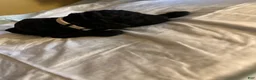 Double Doodle dogs for sale: Grey - Ad 2
