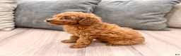 Miniature Poodle dogs for sale: Copper - Ad 5