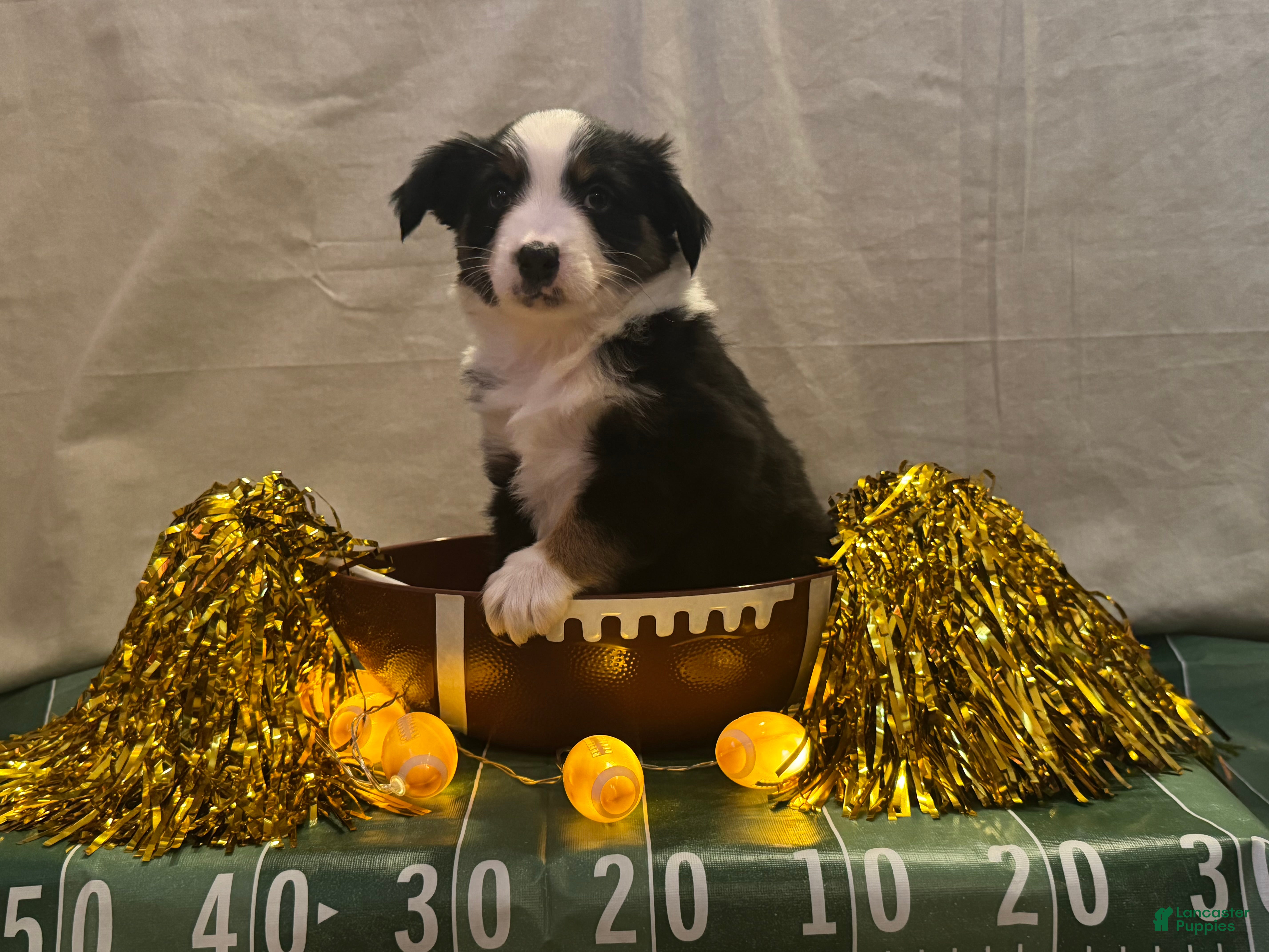 Miniature Australian Shepherd dogs Miniature Australian Shepherd 5 - Ad 2