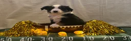 Miniature Australian Shepherd dogs for sale: Miniature Australian Shepherd 5 - Ad 2