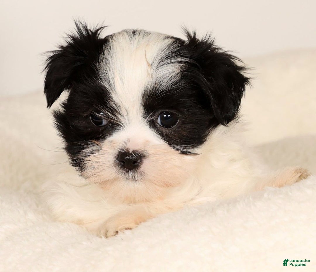 Malshi dogs for sale: Itzy - Ad 9