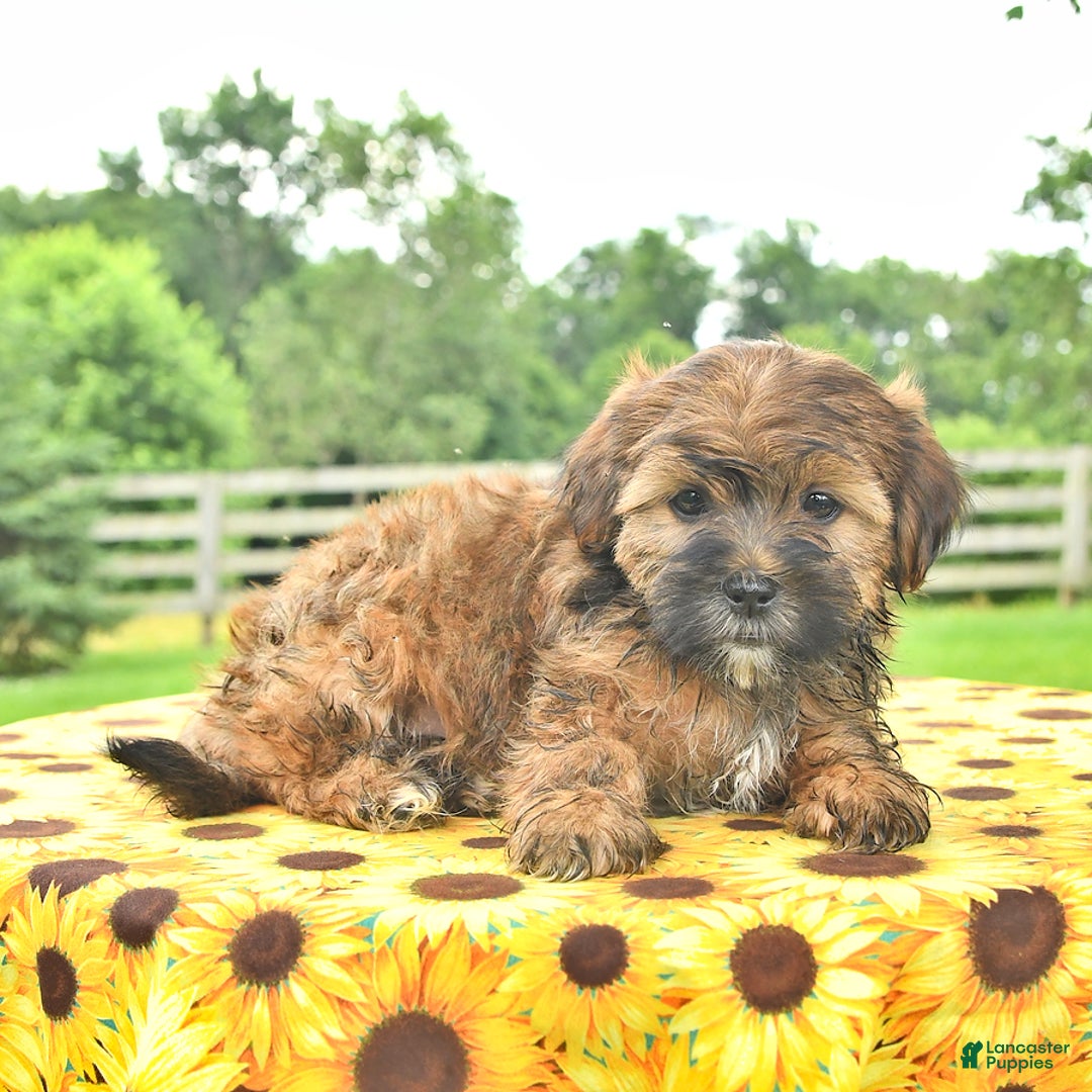 Shorkie dogs for sale: Earl - Ad 1