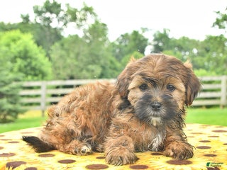 Shorkie dogs Earl - Ad 22