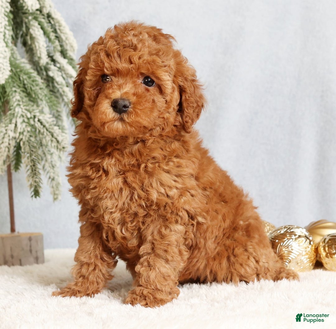 Mini Goldendoodle dogs for sale: Glinda - Ad 3