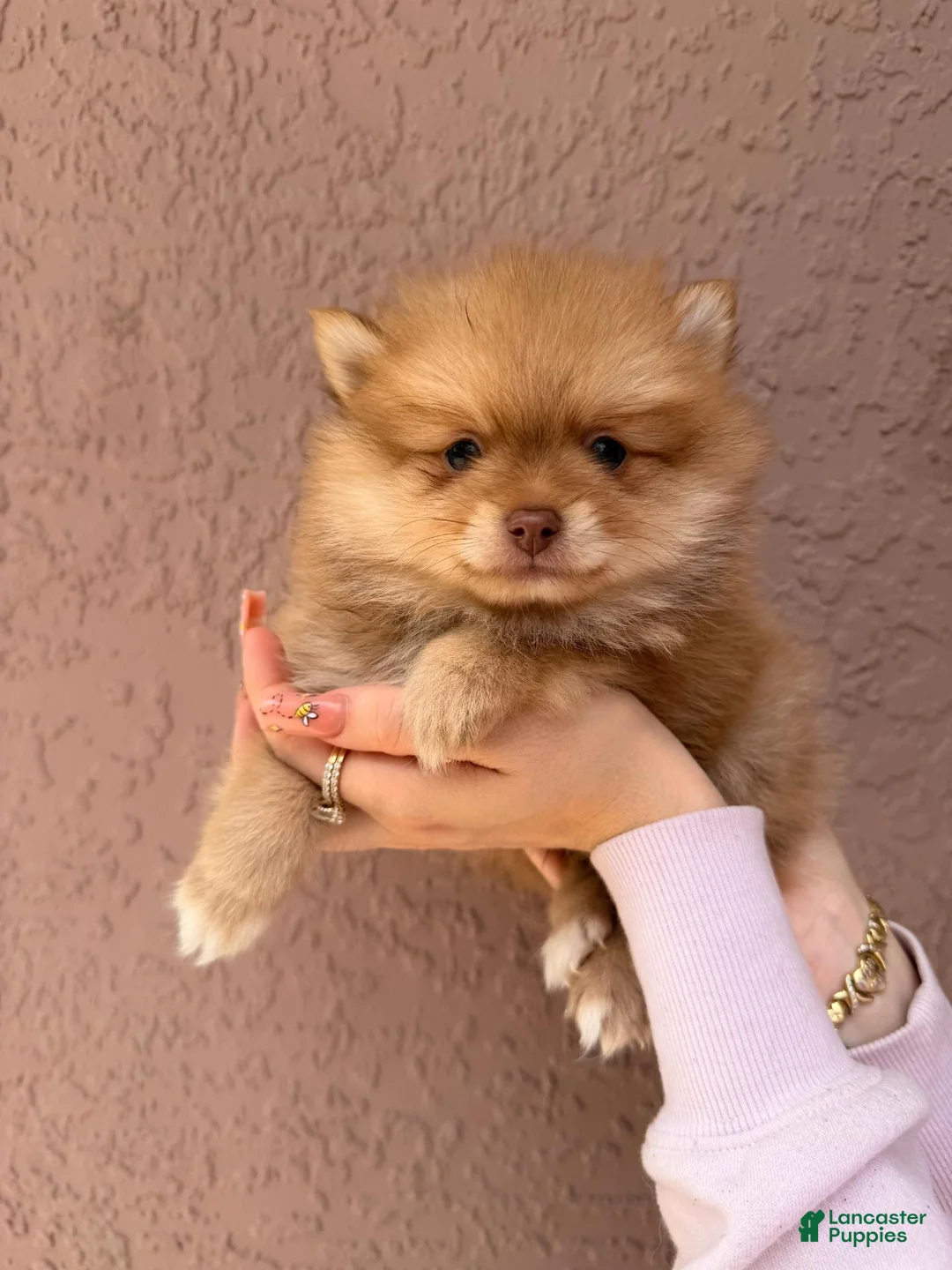 Pomsky dogs for sale: Theodore - Ad 1