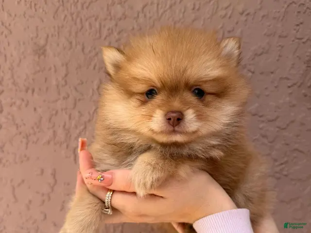 Pomsky dogs for sale: Theodore - Ad 1