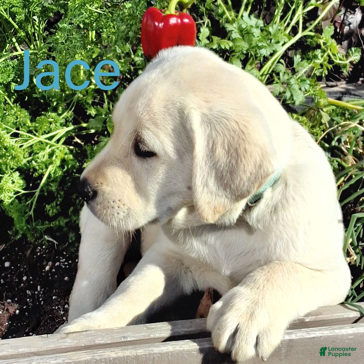 Labrador Retriever dogs for sale: Jace Labrador Retriever 1 - Ad 2