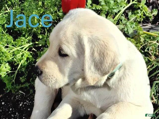 Labrador Retriever dogs for sale: Jace Labrador Retriever 1 - Ad 2