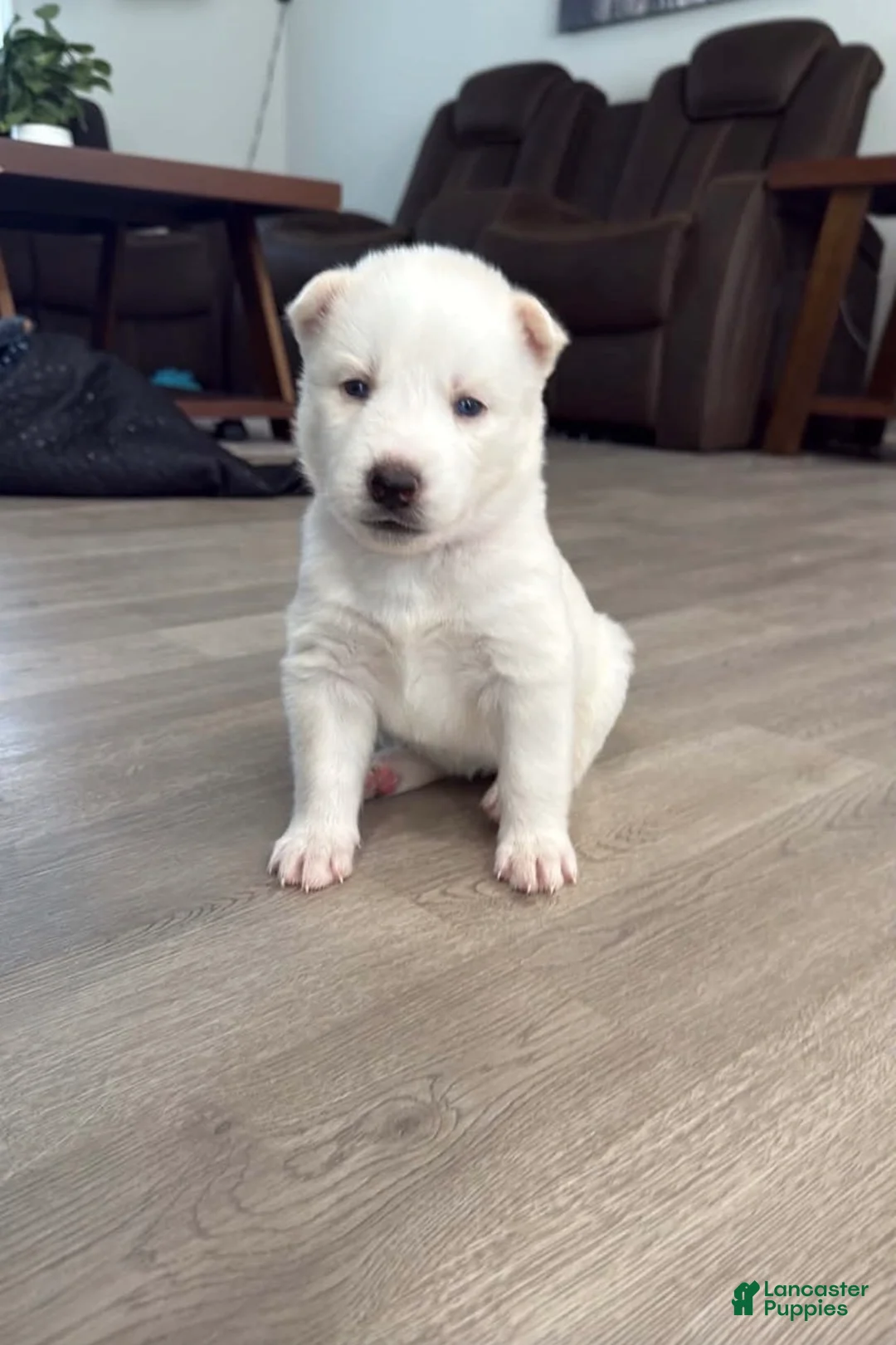 Siberian Husky dogs for sale: Summer - Ad 2