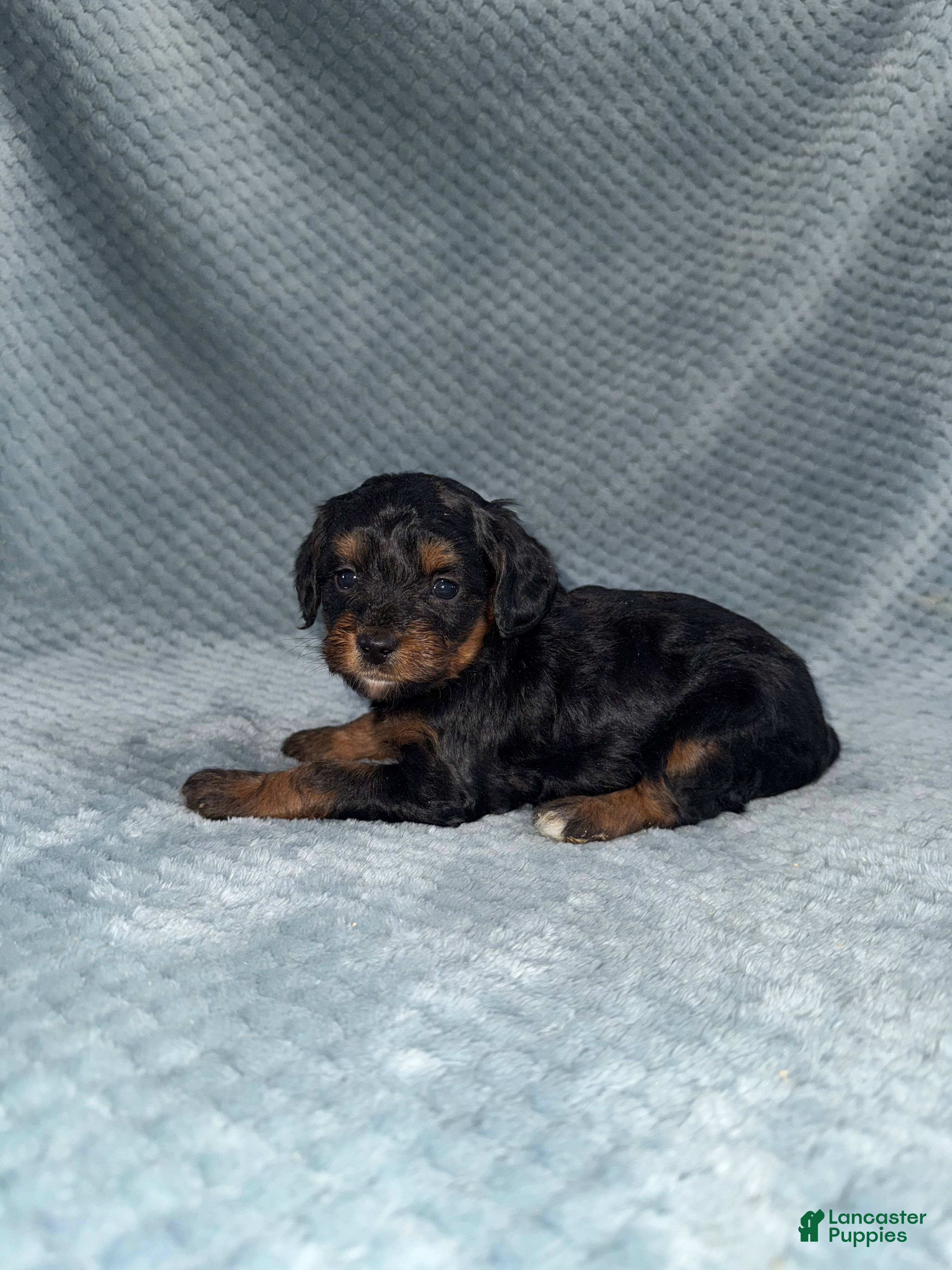 Cavapoo dogs Cavapoo Puppy 7 - Ad 16