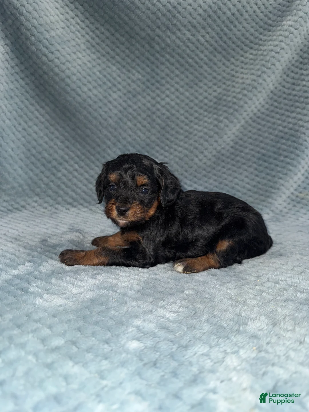 Cavapoo dogs for sale: Cavapoo Puppy 7 - Ad 1