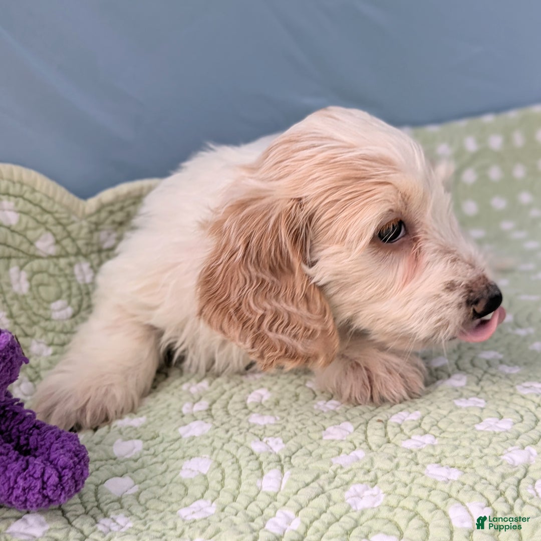 Miniature Dachshund dogs for sale: Bun Bun - Ad 3