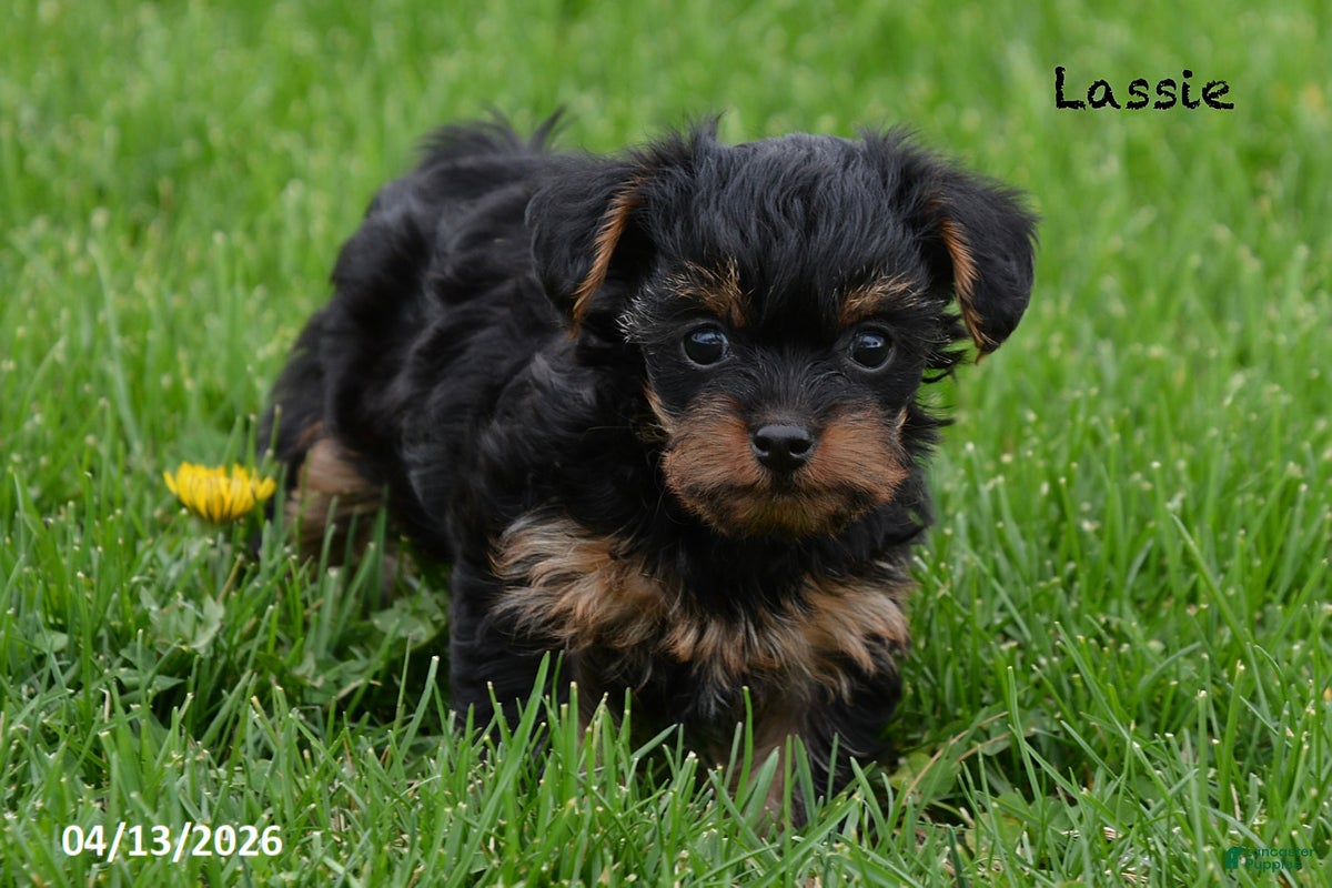 Yorkiepoo dogs Lassie - Ad 1
