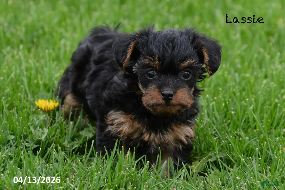 Yorkiepoo dogs for sale: Lassie - Ad 1