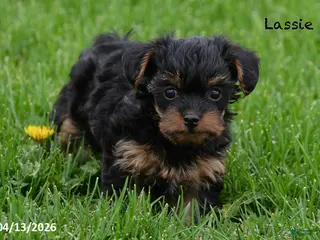 Yorkiepoo dogs for sale: Lassie - Ad 3