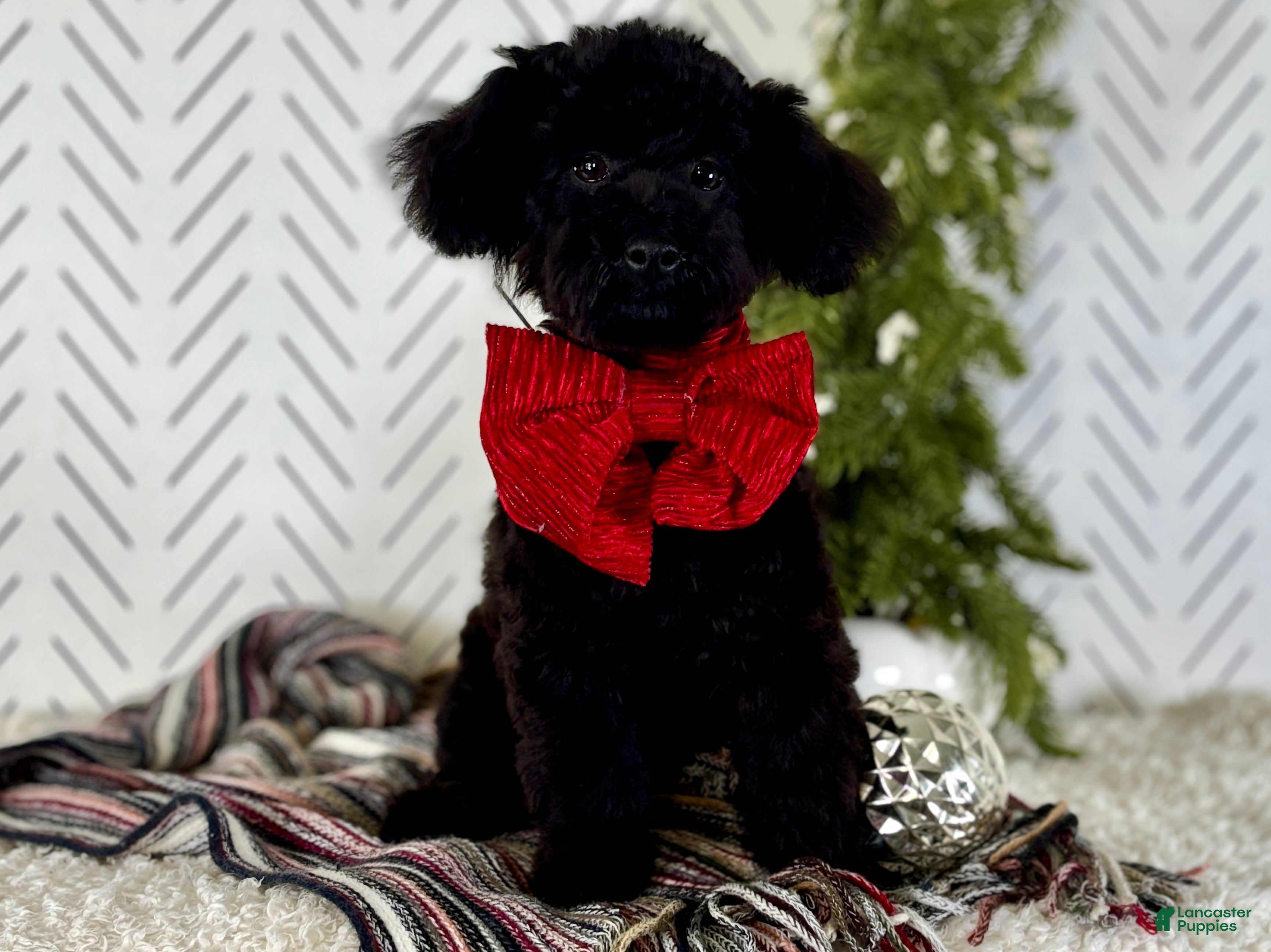 Toy Poodle dogs Peck - Ad 6