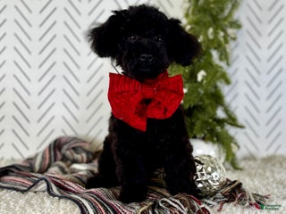 Toy Poodle dogs Peck - Ad 6