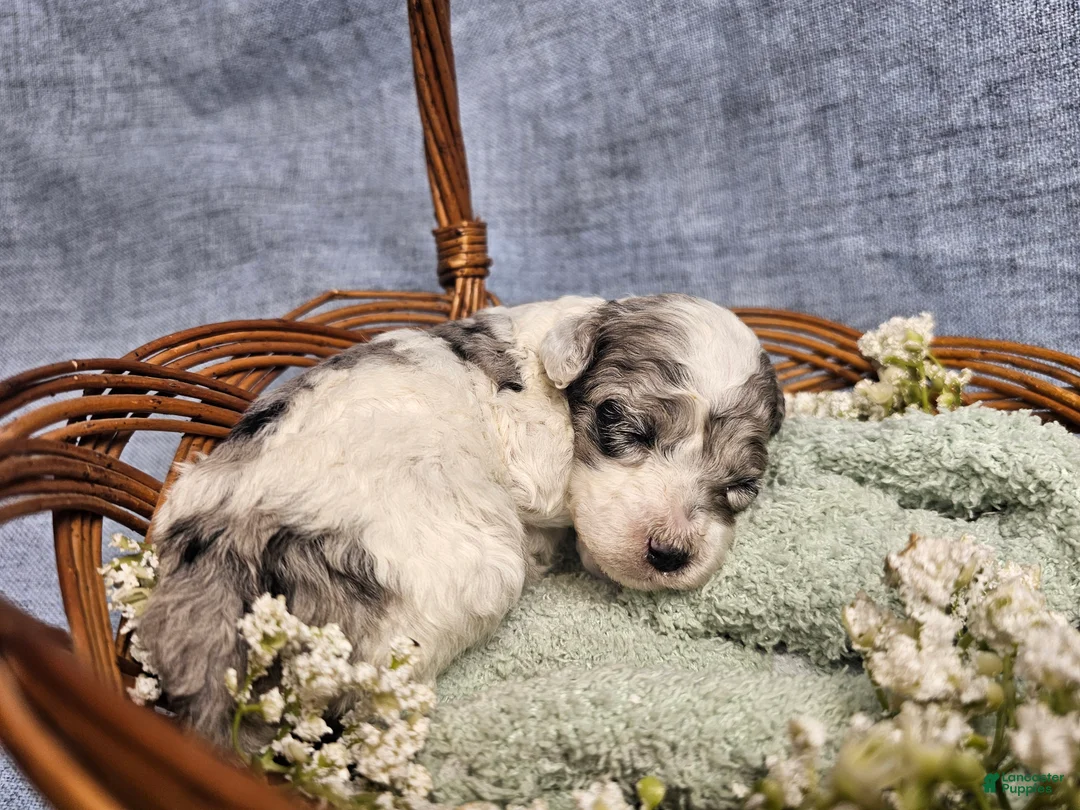 Mini Goldendoodle dogs for sale: Maple - Ad 2