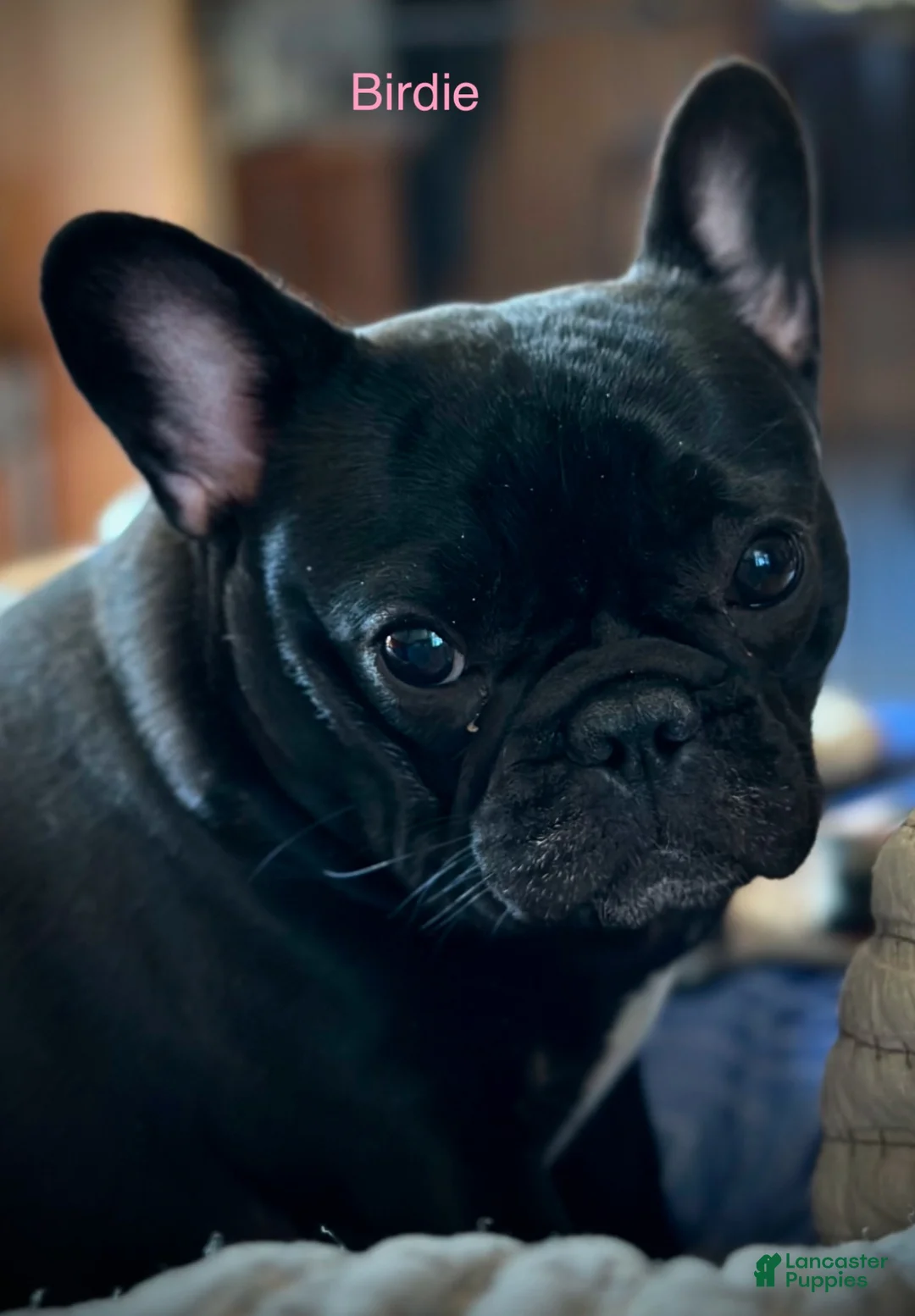 French Bulldog dogs for sale: French Bulldog 1 - Ad 1