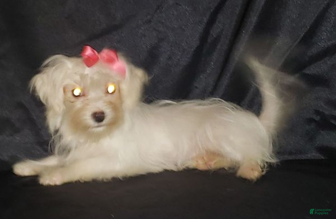 Maltese dogs for sale: Maltese Puppy 2 - Ad 3