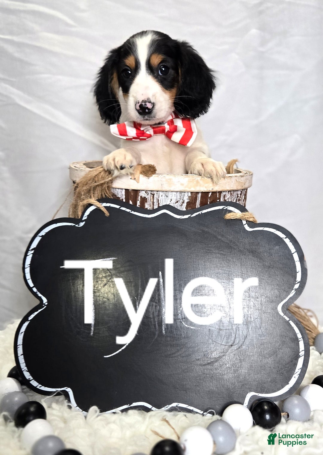 Miniature Dachshund dogs for sale: Tyler - Ad 6