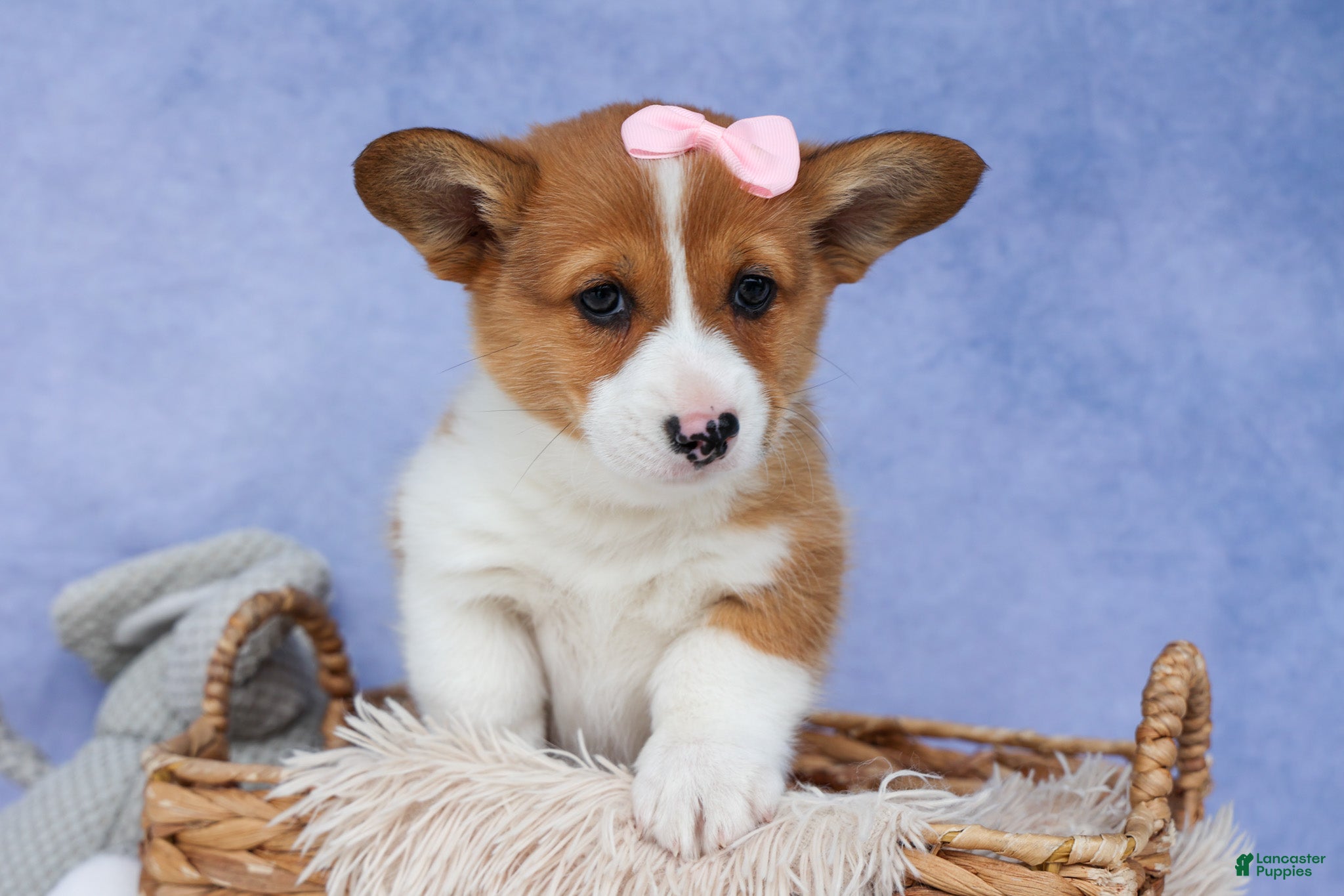 Welsh Corgi Pembroke dogs 🐾 MEET WREN 🐶❤️ - Ad 1