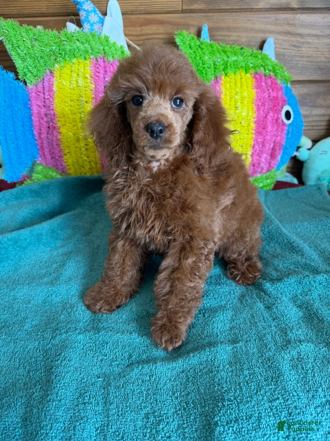 Miniature Poodle dogs for sale: Beau - Ad 3