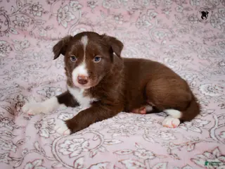 Border Collie dogs Rubble - Ad 42