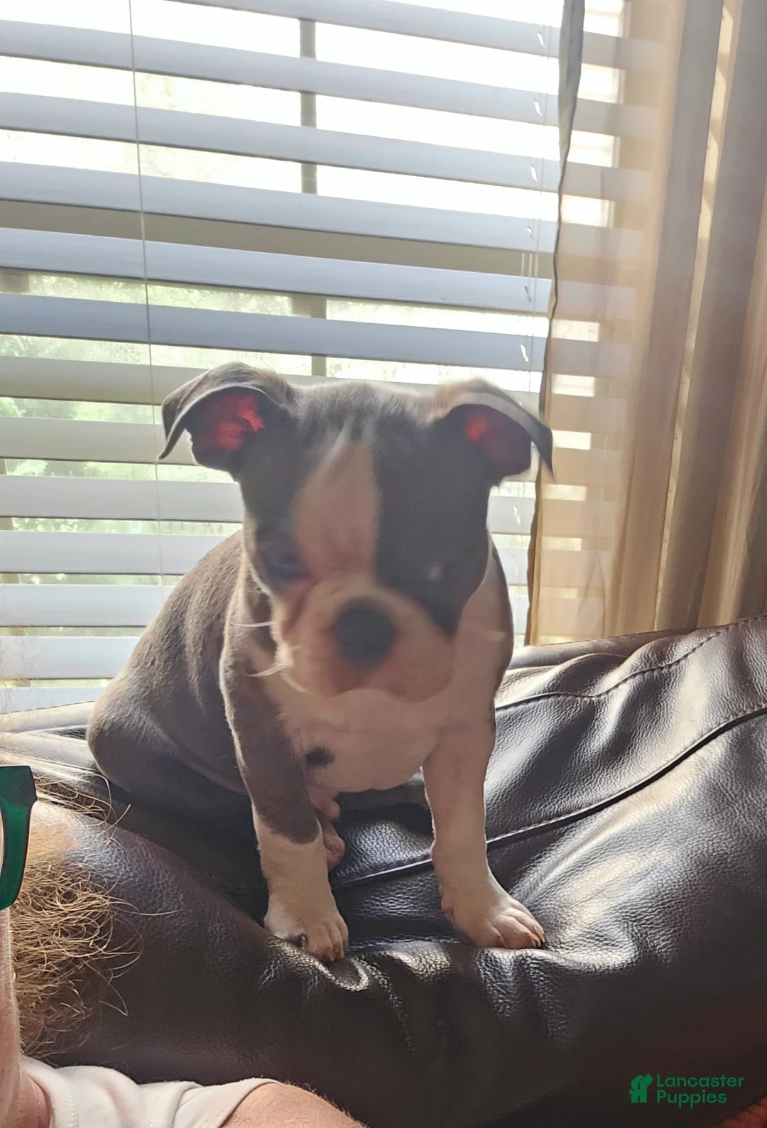 Boston Terrier dogs for sale: Max - Ad 1