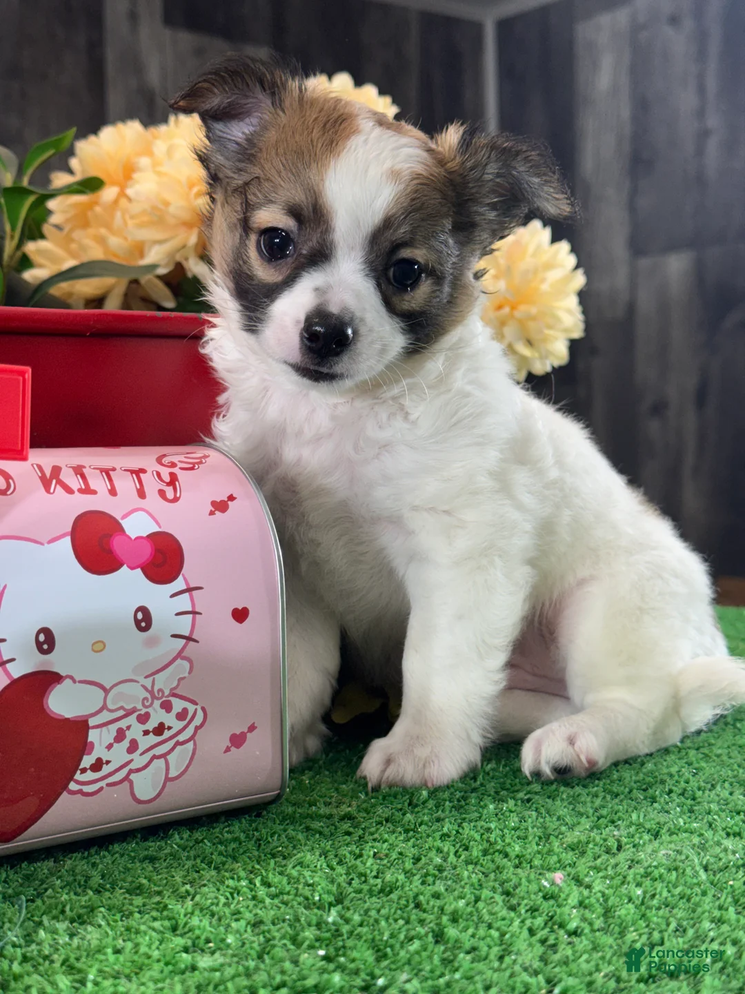 Chihuahua dogs for sale: Freddie - Ad 1