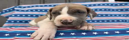 Great Dane dogs for sale: Parker Great Dane  - Ad 7
