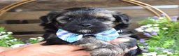 Morkie dogs for sale: Felix - Ad 10