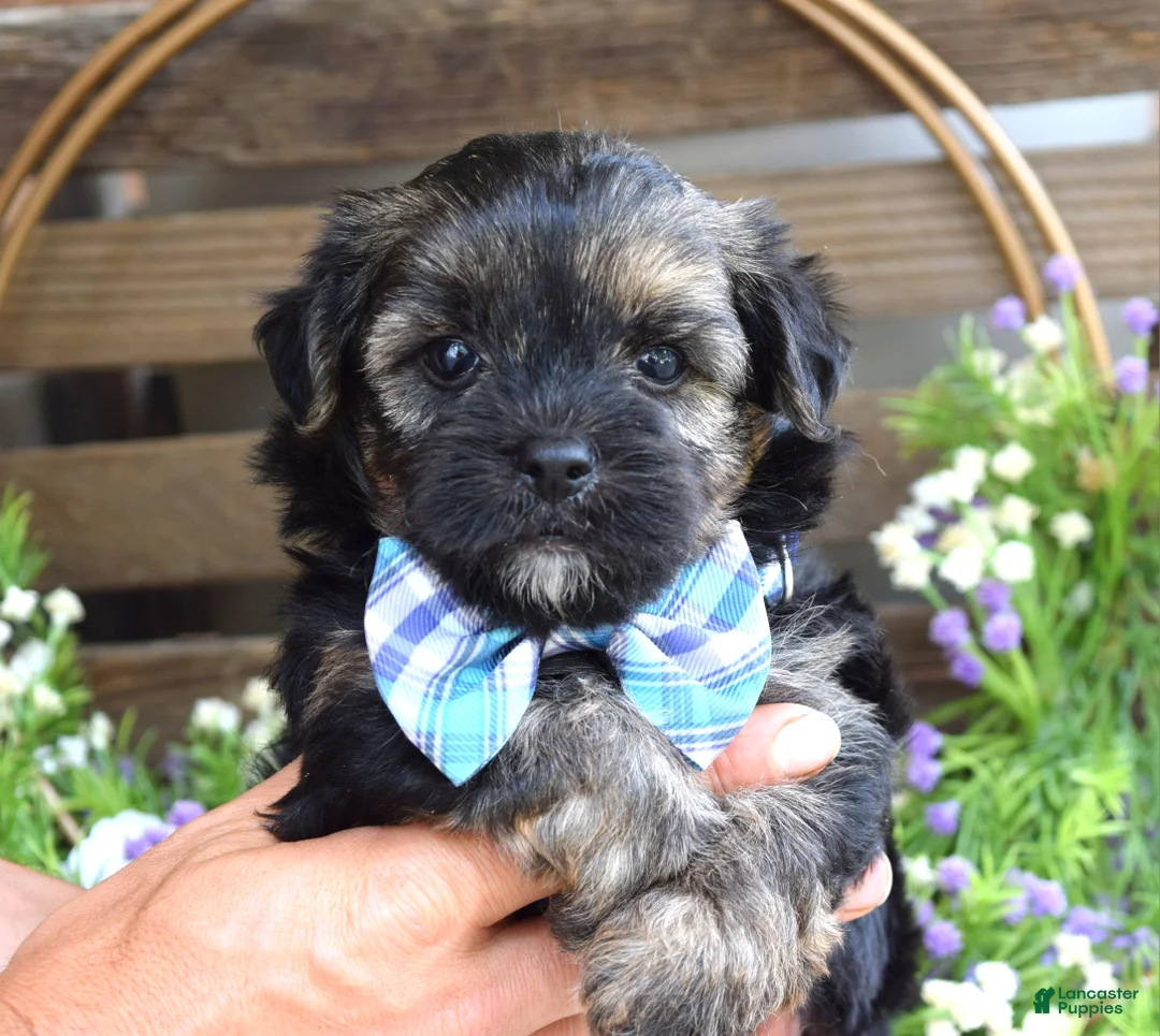 Morkie dogs for sale: Felix - Ad 10