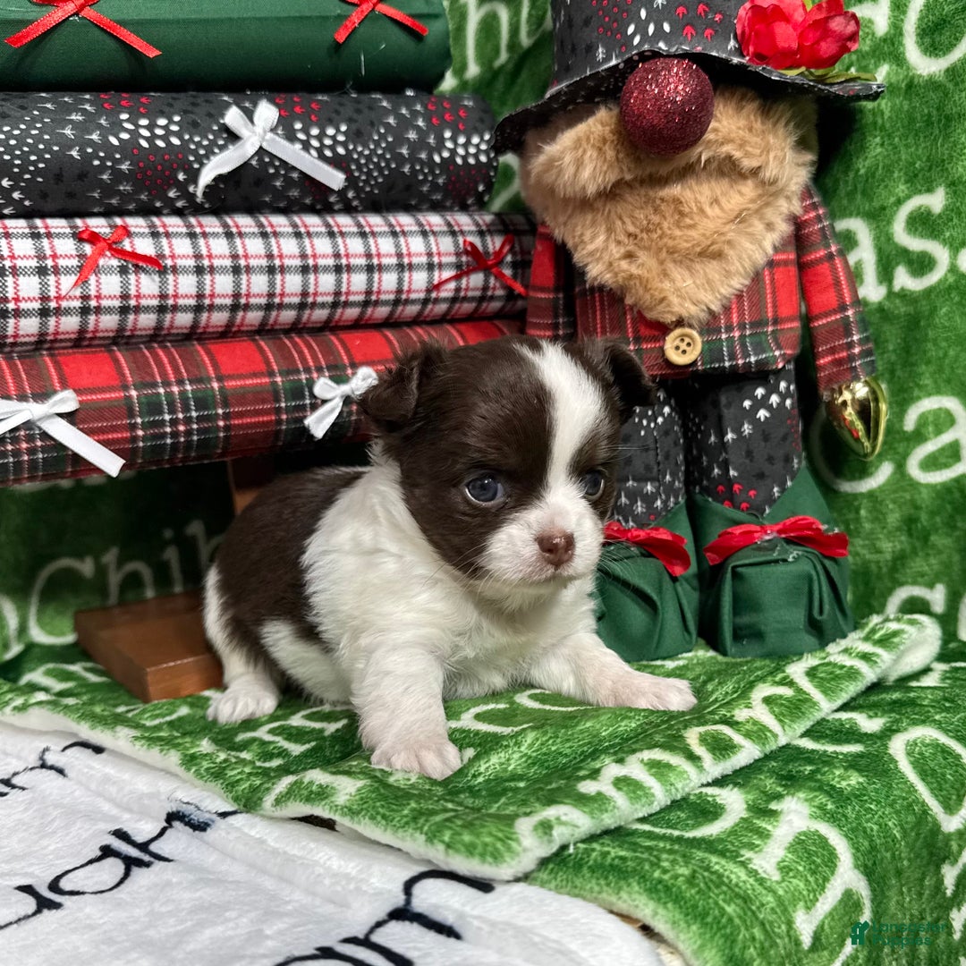 Chihuahua dogs for sale: Meredith Chocolate LC - Ad 1