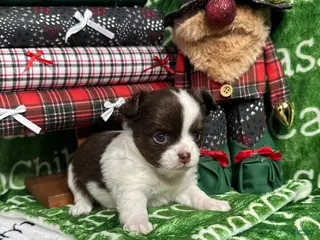 Chihuahua dogs Meredith Chocolate LC - Ad 34