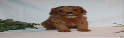 Cavapoo dogs for sale: Sue - Ad 14