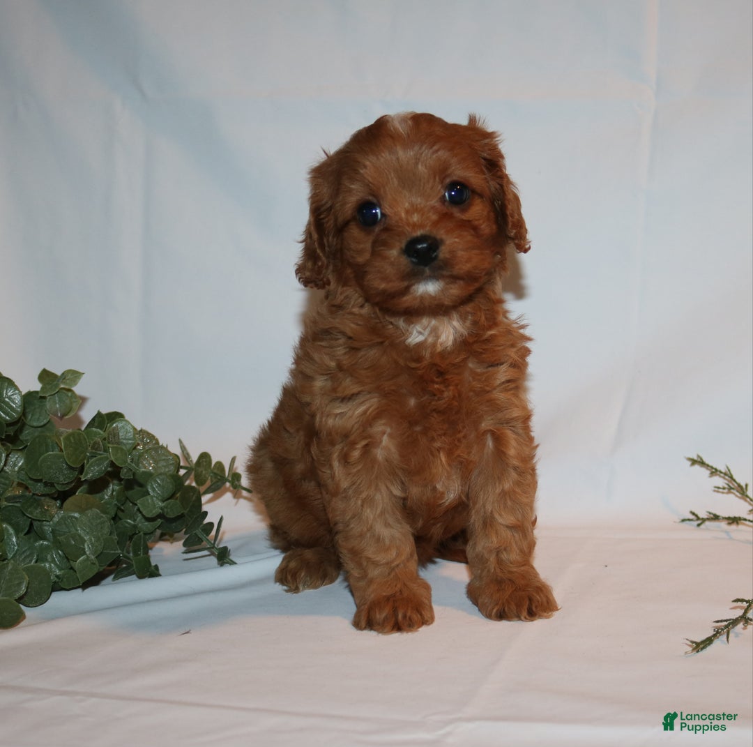 Cavapoo dogs for sale: Sue - Ad 14