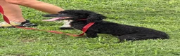 Miniature Poodle dogs for sale: Elvis - Ad 3