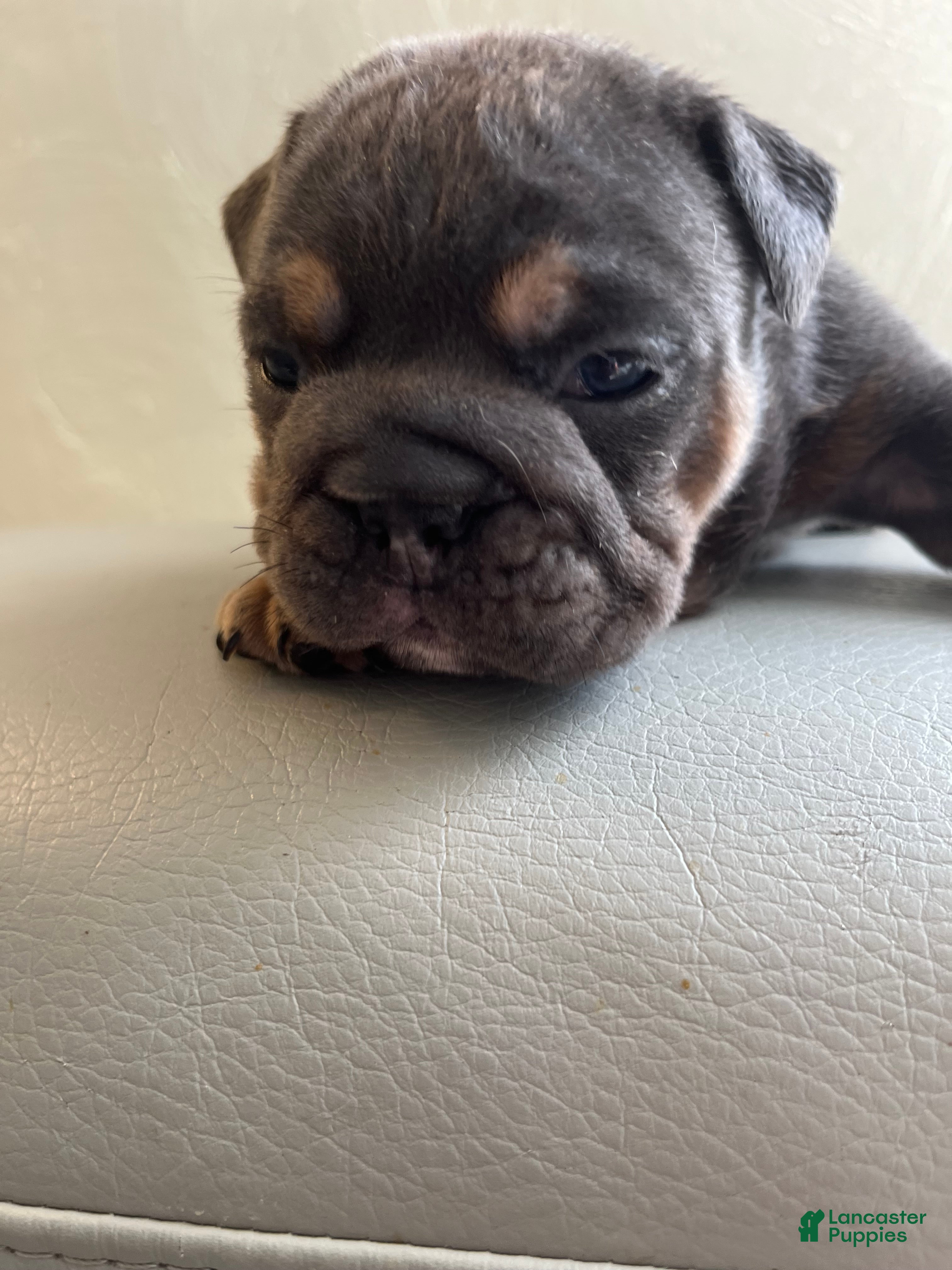 English Bulldog dogs English Bulldog 3 - Ad 15