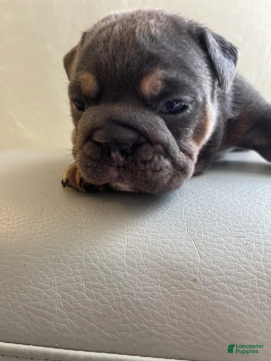 English Bulldog dogs for sale: English Bulldog 3 - Ad 1