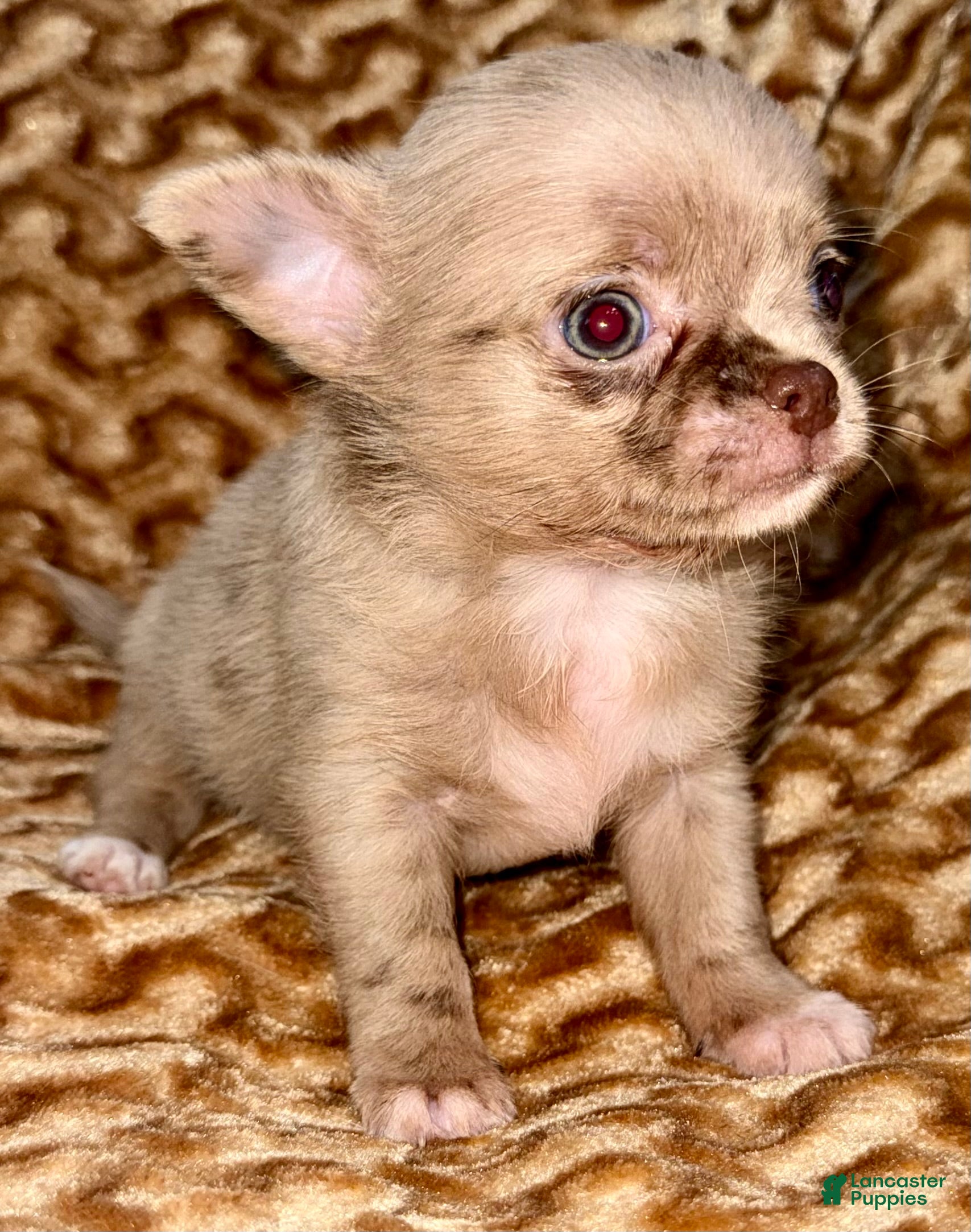 Chihuahua dogs Merle  - Ad 1