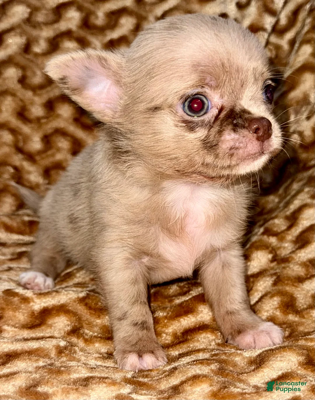 Chihuahua dogs for sale: Merle  - Ad 1