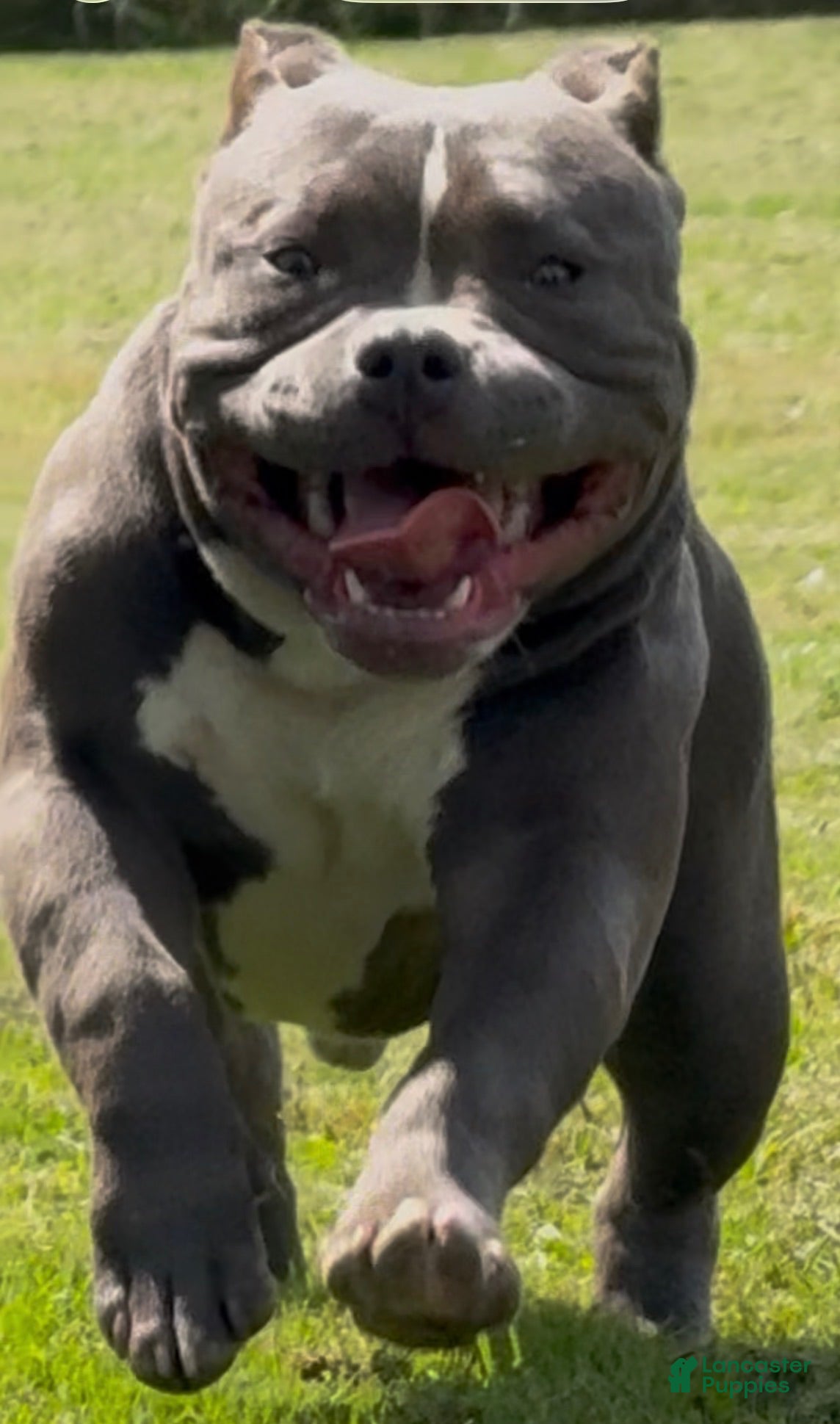American Bully dogs Heavy D - Ad 1