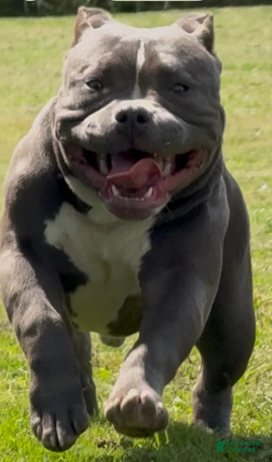 American Bully dogs for sale: Heavy D - Ad 1