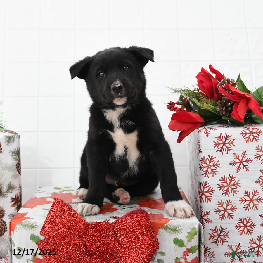 Mixed Breed dogs Good Tidings - Ad 8