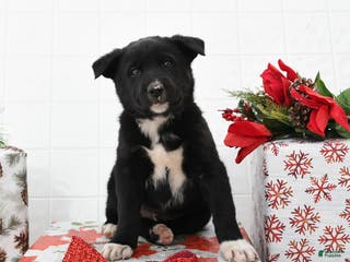 Mixed Breed dogs Good Tidings - Ad 36