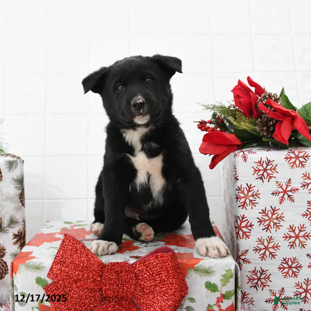 Mixed Breed dogs for sale: Good Tidings - Ad 1