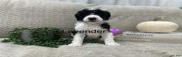 Goldendoodle dogs for sale: Lavender 💜 - Ad 15