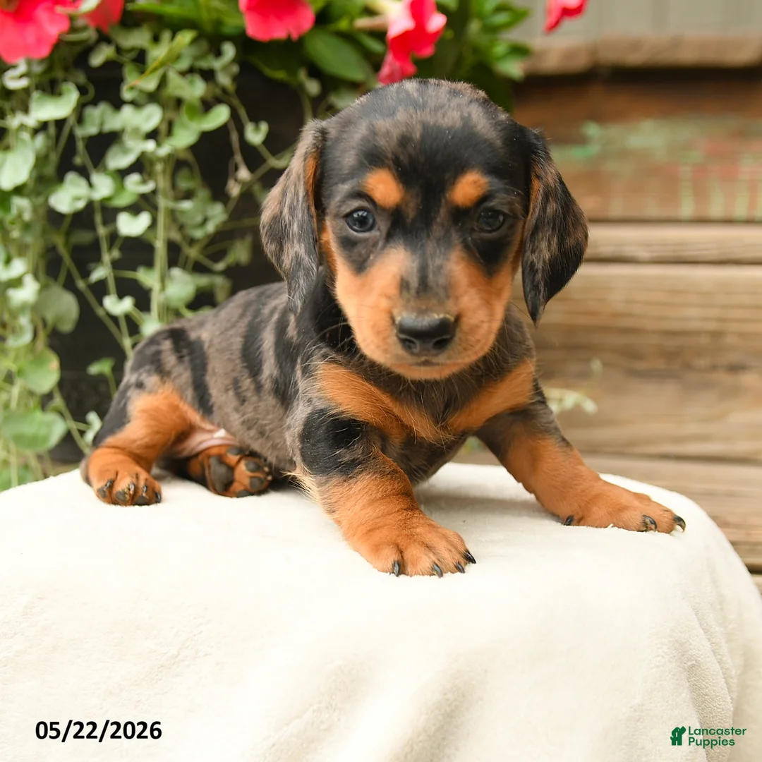 Dachshund dogs for sale: Aurleius - Ad 3