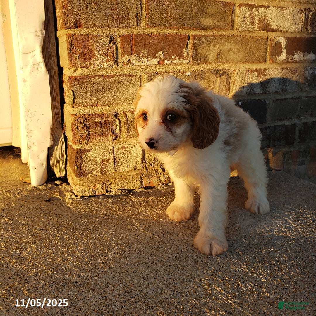 Cavapoo dogs for sale: Cody - Ad 4